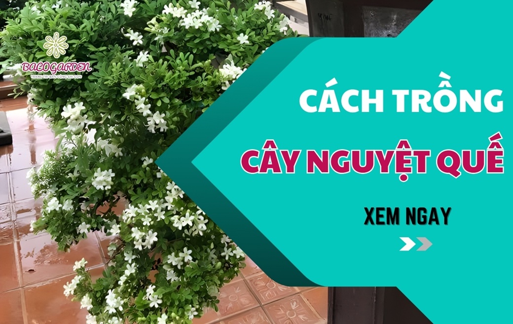 Cách trồng cây nguyệt quế ĐƠN GIẢN tại nhà ra hoa thơm