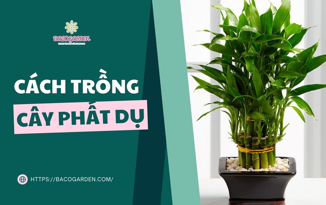 Cách trồng cây phất dụ xanh tốt ÍT vàng lá tại nhà
