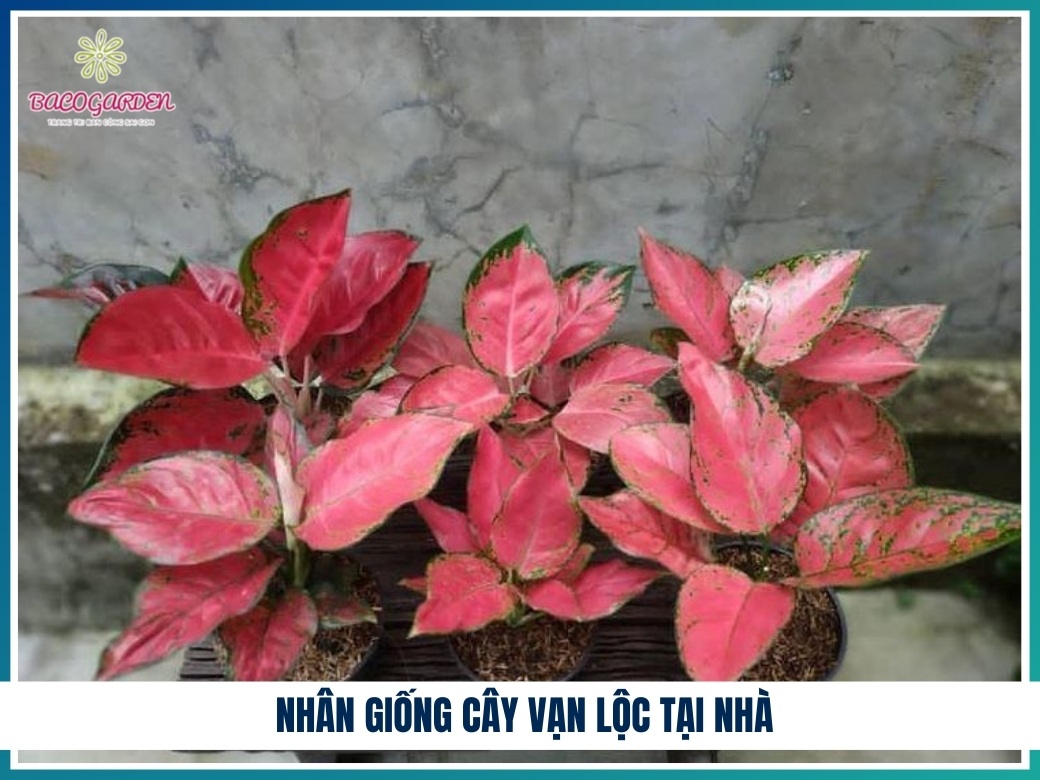 Nhân giống cây vạn lộc tại nhà