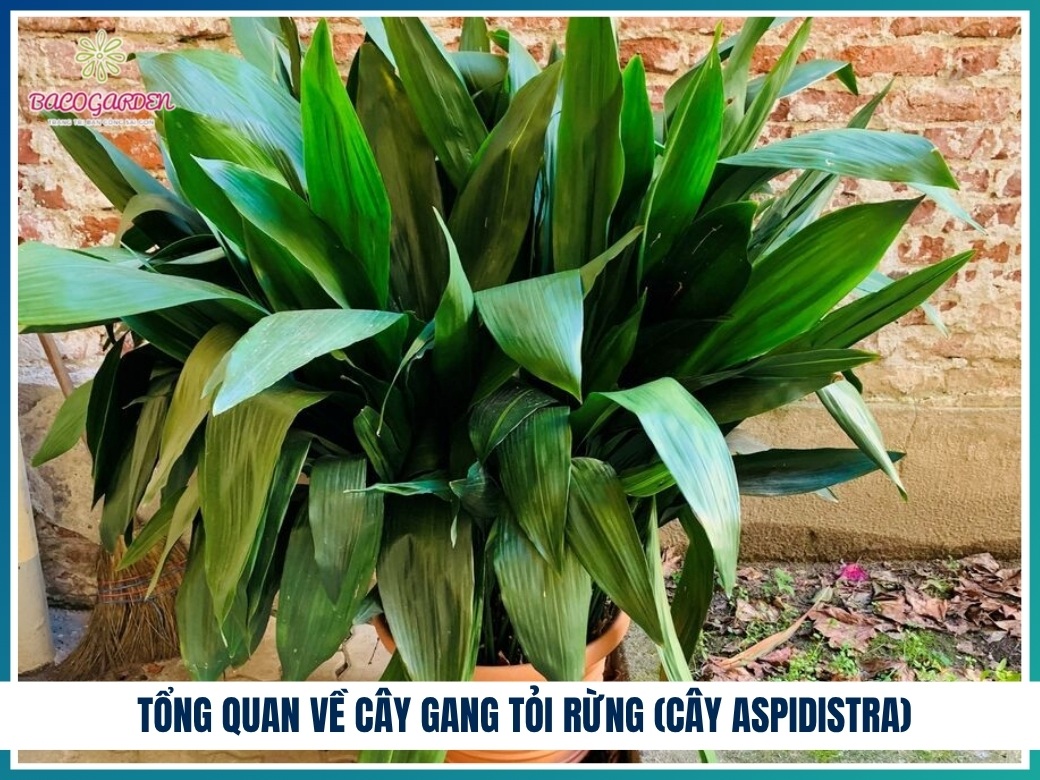 Tổng quan về cây gang tỏi rừng (Cây aspidistra)
