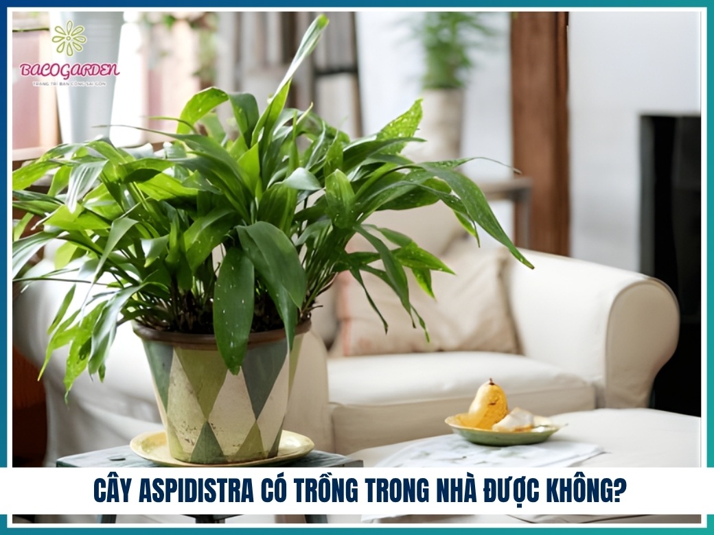 Cây aspidistra có trồng trong nhà được không?