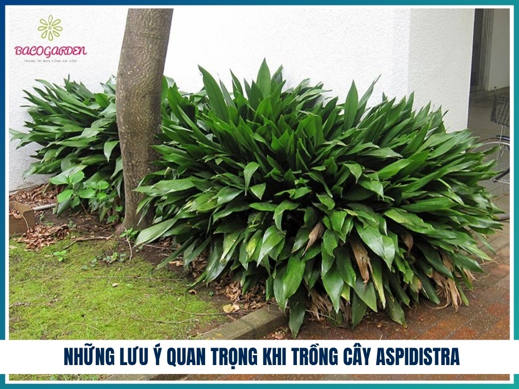 Những lưu ý quan trọng khi trồng cây aspidistra