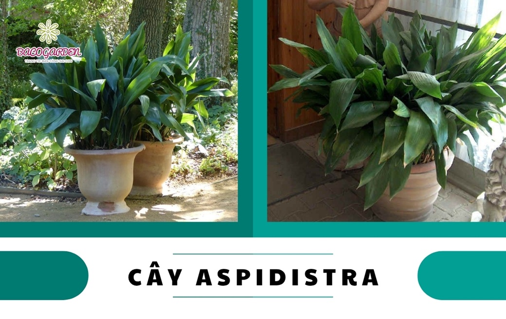 Cây Aspidistra: Ý nghĩa ĐẶC ĐIỂM công dụng cách chăm