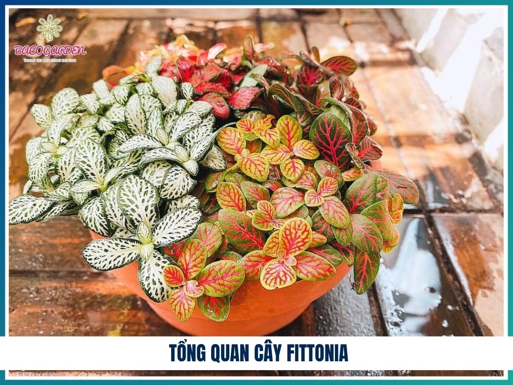 Tổng quan cây fittonia