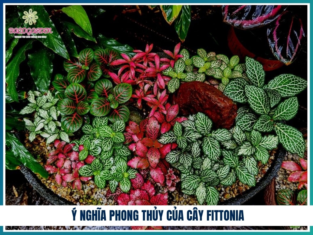 Ý nghĩa phong thủy của cây fittonia