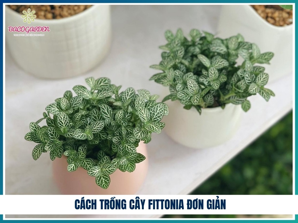 Cách trồng cây fittonia đơn giản