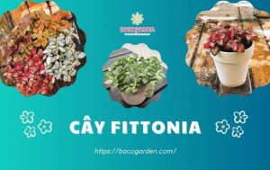 Cây Fittonia hợp mệnh gì? Ý nghĩa và cách CHĂM SÓC