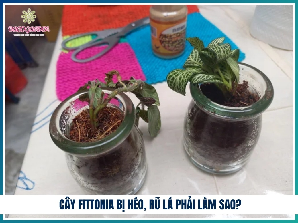 Cây fittonia bị héo, rũ lá phải làm sao?