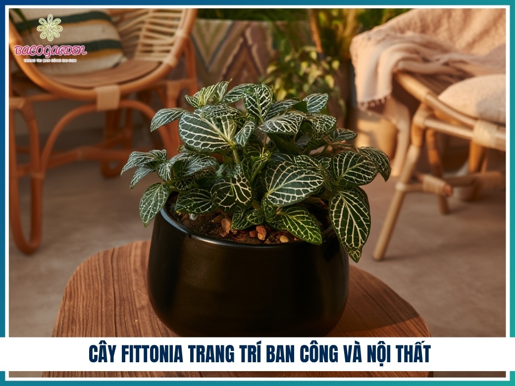 Cây fittonia trang trí ban công và nội thất