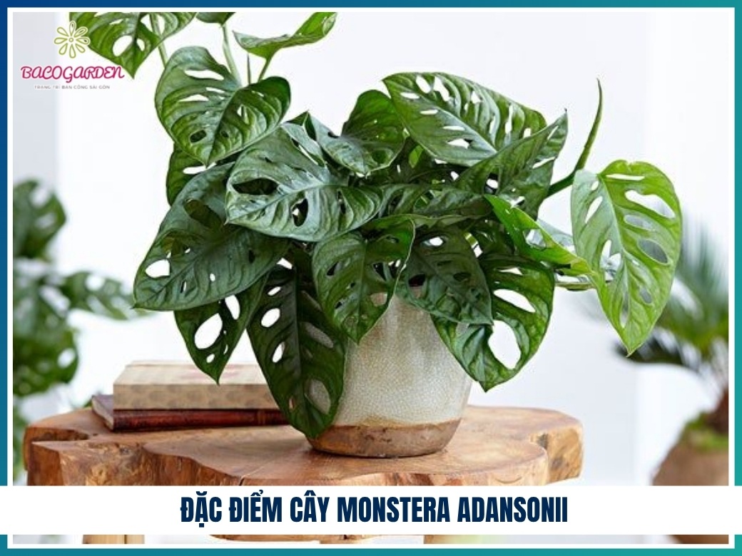 Đặc điểm cây monstera adansonii