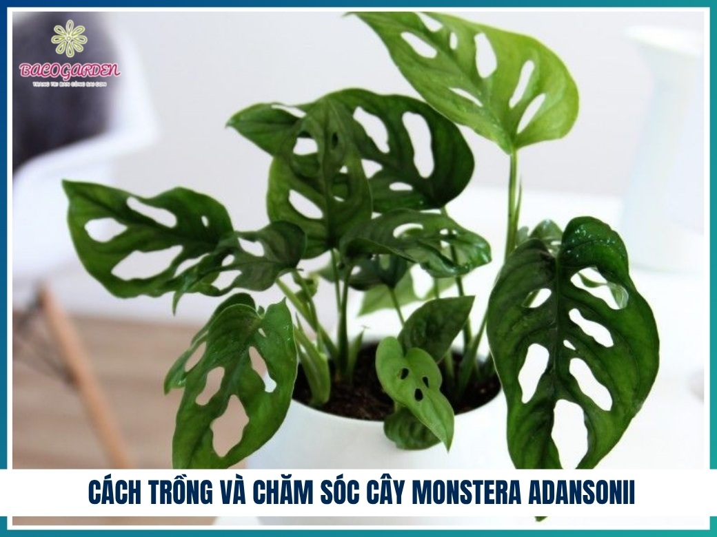 Cách trồng và chăm sóc cây monstera adansonii