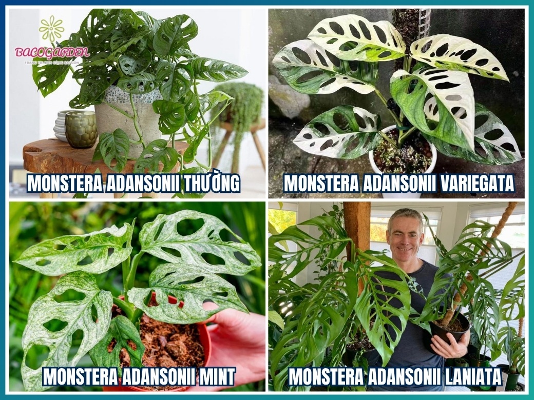 Các loại cây monstera adansonii phổ biến
