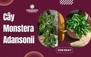 Cây Monstera Adansonii: Đặc điểm Ý NGHĨA cách chăm sóc