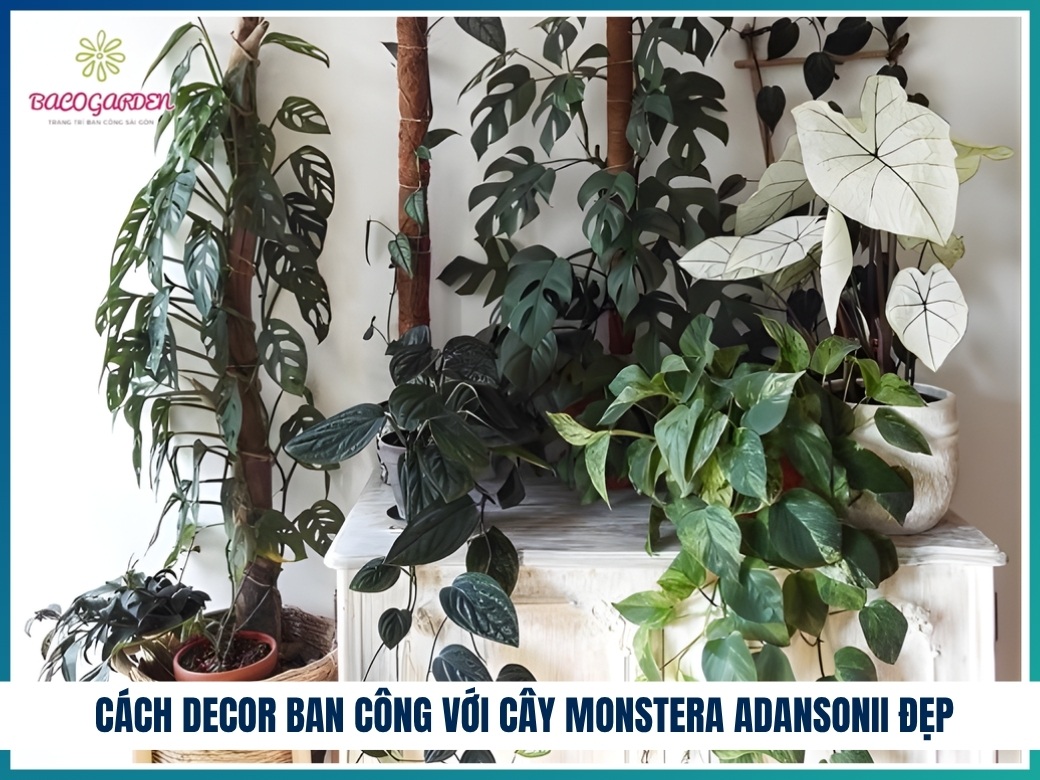 Cách decor ban công với cây monstera adansonii đẹp