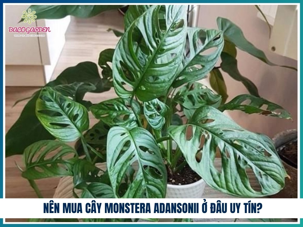 Nên mua cây monstera adansonii ở đâu uy tín?