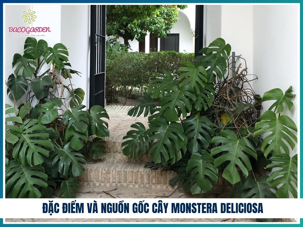 Đặc điểm và nguồn gốc cây Monstera deliciosa