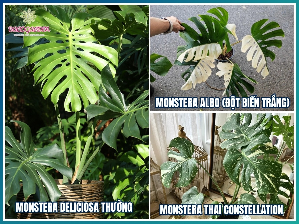 Các giống cây Monstera deliciosa phổ biến