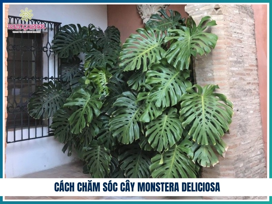 Cách chăm sóc cây Monstera deliciosa
