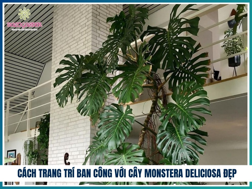 Cách trang trí ban công với cây Monstera deliciosa đẹp