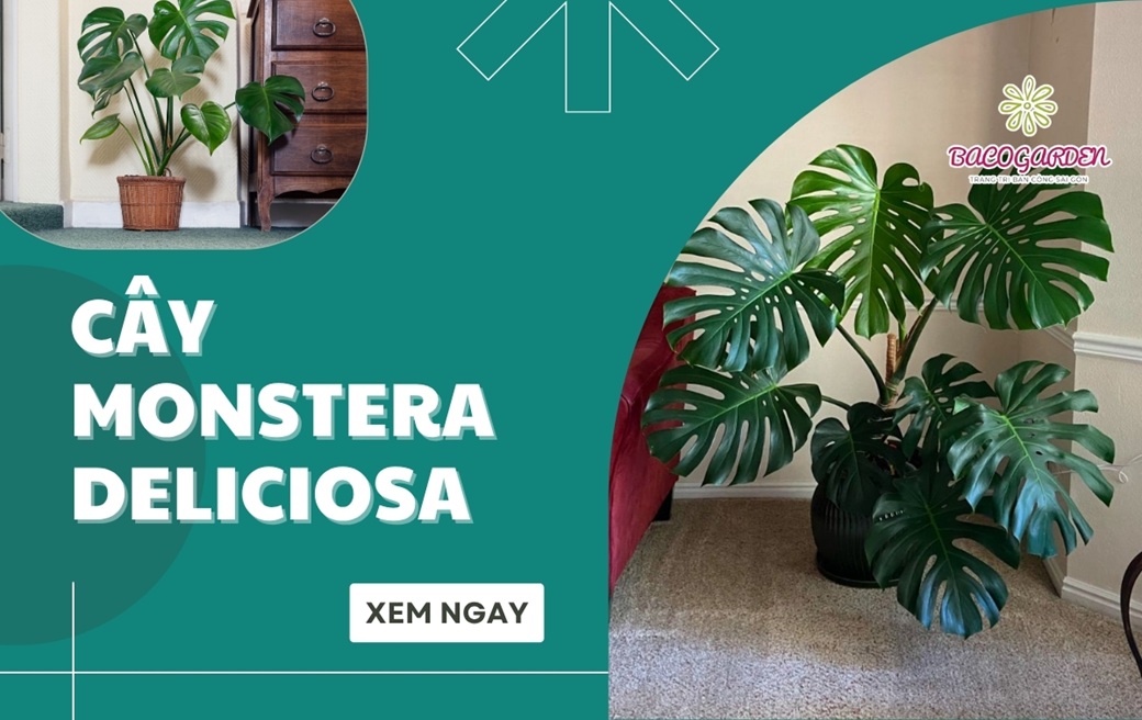 Cây Monstera Deliciosa: Ý nghĩa cách trồng CHĂM SÓC