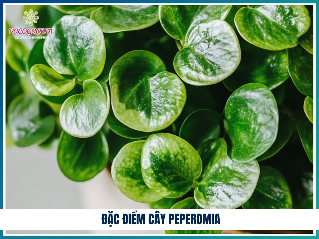 Đặc điểm cây peperomia