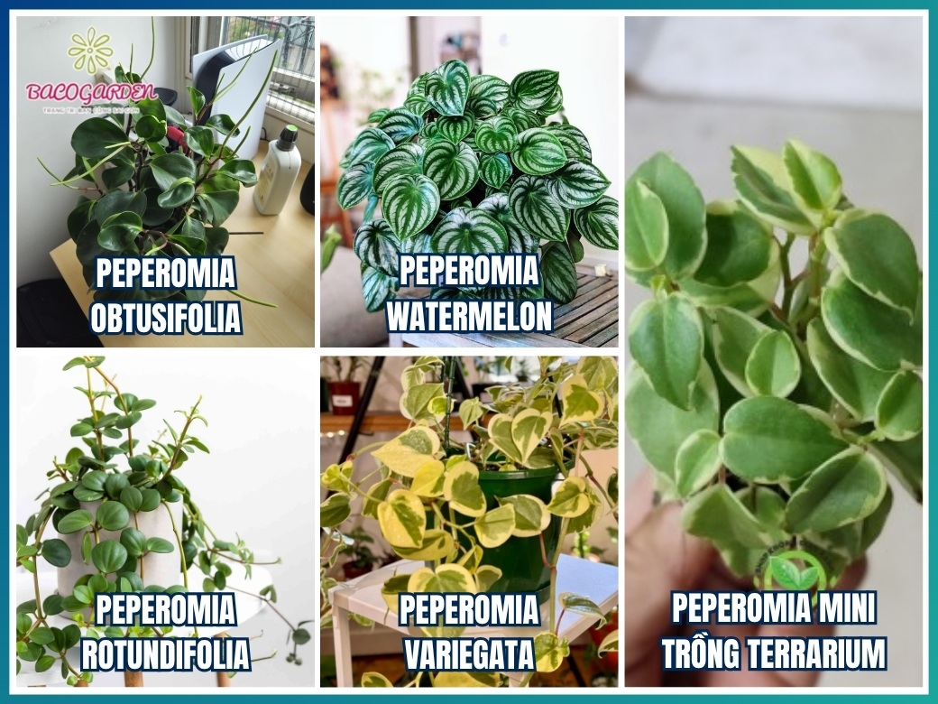 Các loại cây peperomia phổ biến hiện nay