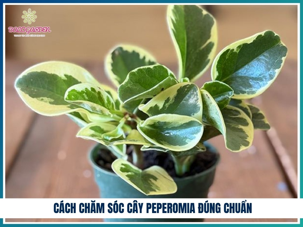 Cách chăm sóc cây peperomia đúng chuẩn