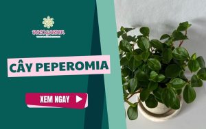 Các loại cây Peperomia phổ biến và cách trồng ĐÚNG