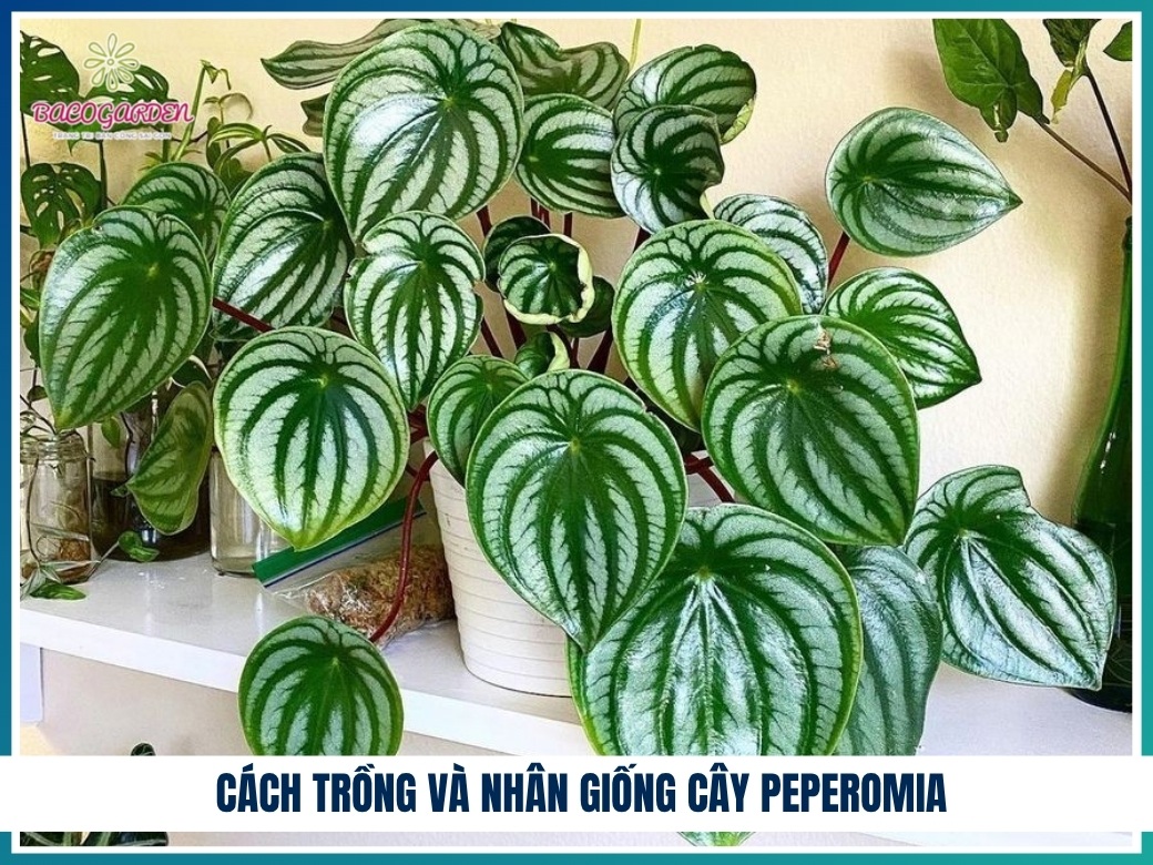 Cách trồng và nhân giống cây peperomia
