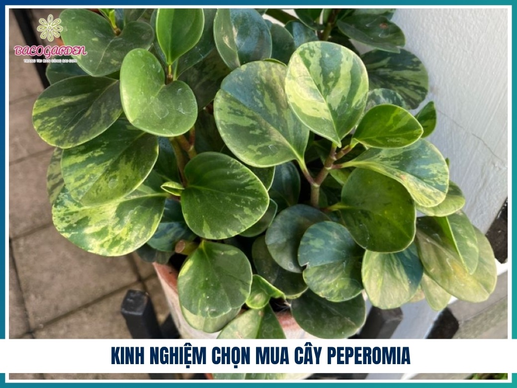 Kinh nghiệm chọn mua cây peperomia