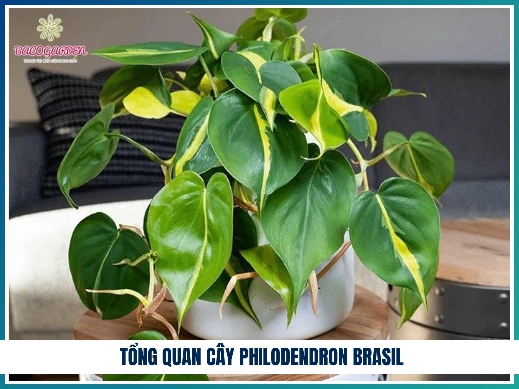 Tổng quan cây philodendron brasil