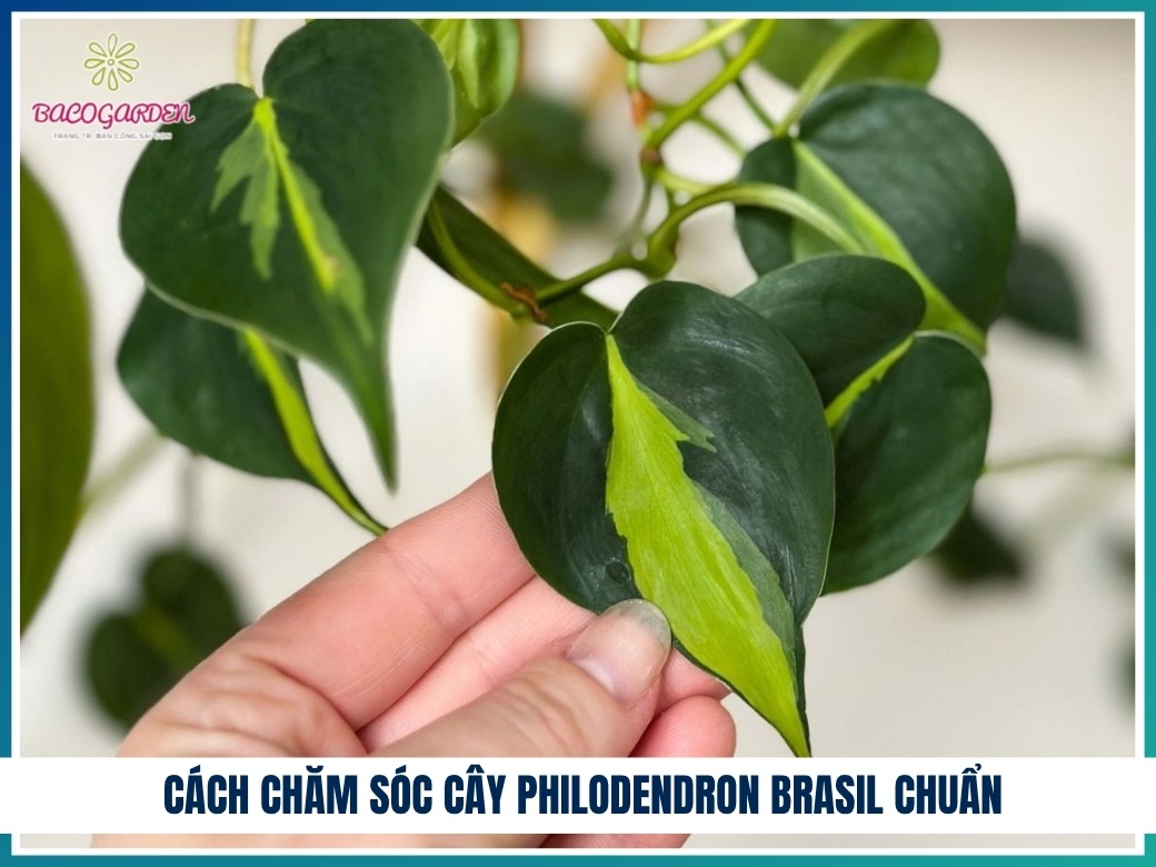Cách chăm sóc cây philodendron brasil chuẩn