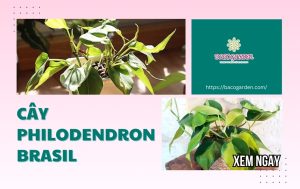 Cây Philodendron Brasil (Trầu bà): Ý nghĩa CÁCH TRỒNG chăm sóc