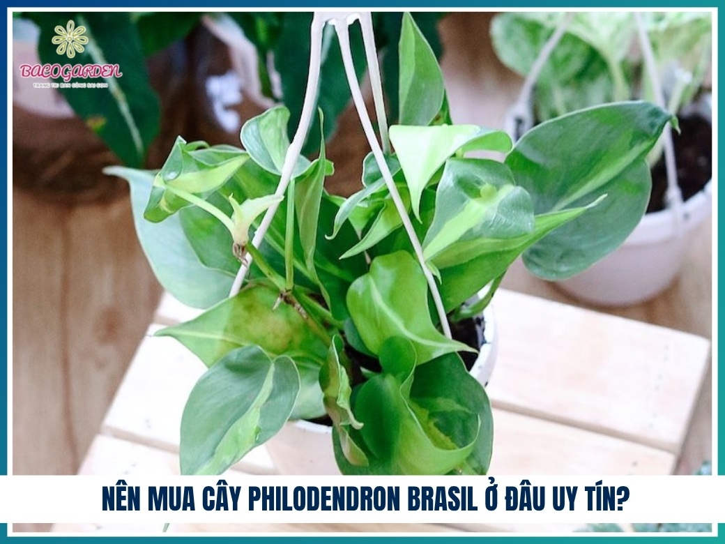 Nên mua cây philodendron brasil ở đâu uy tín?
