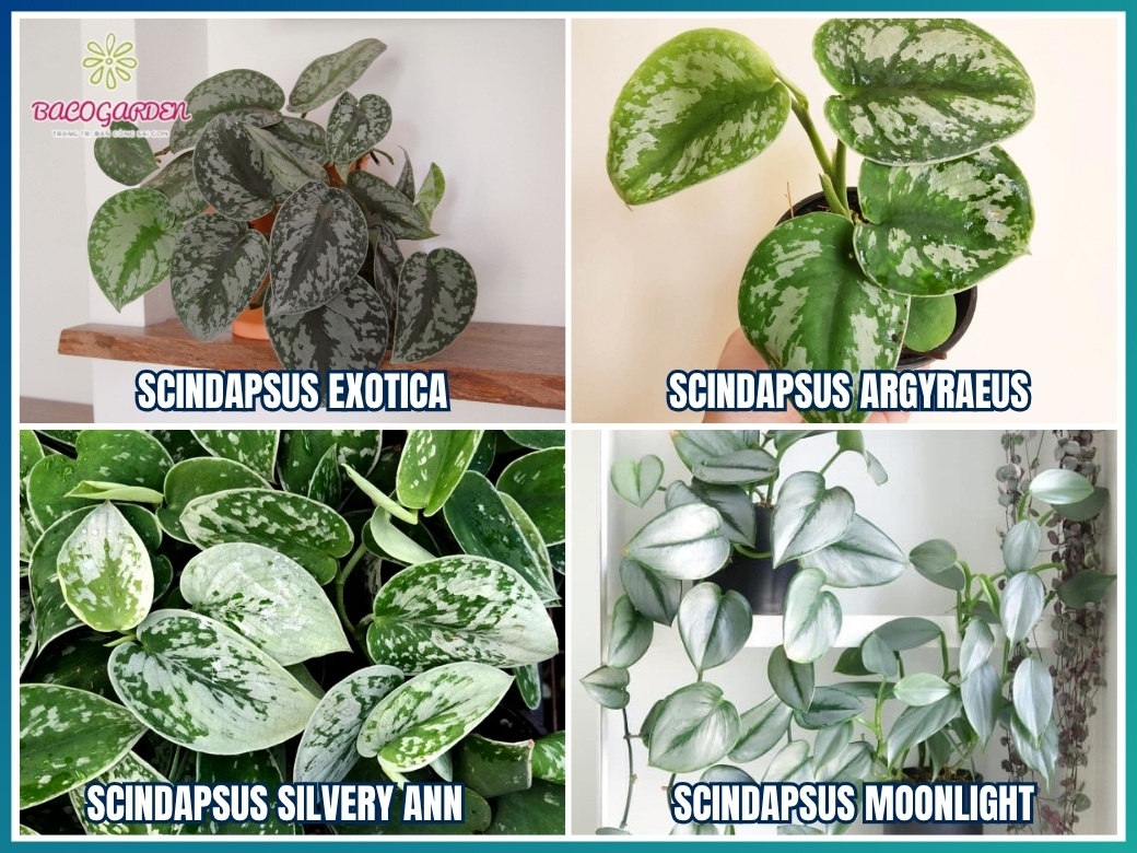 Các loại cây scindapsus bạc phổ biến hiện nay