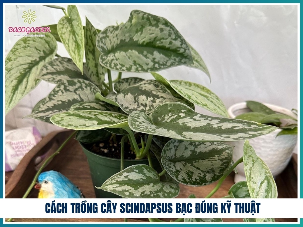 Cách trồng cây scindapsus bạc đúng kỹ thuật