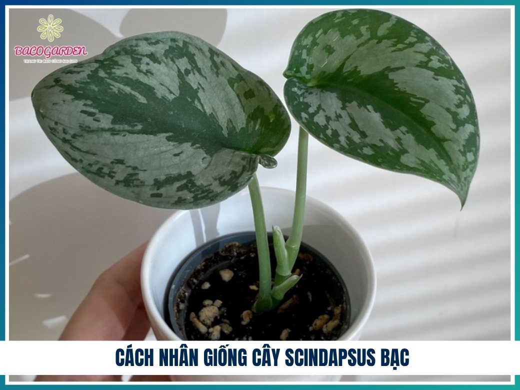 Cách trồng cây scindapsus bạc đúng kỹ thuật