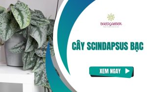 Các loại cây Scindapsus bạc: Cách trồng & CHĂM SÓC