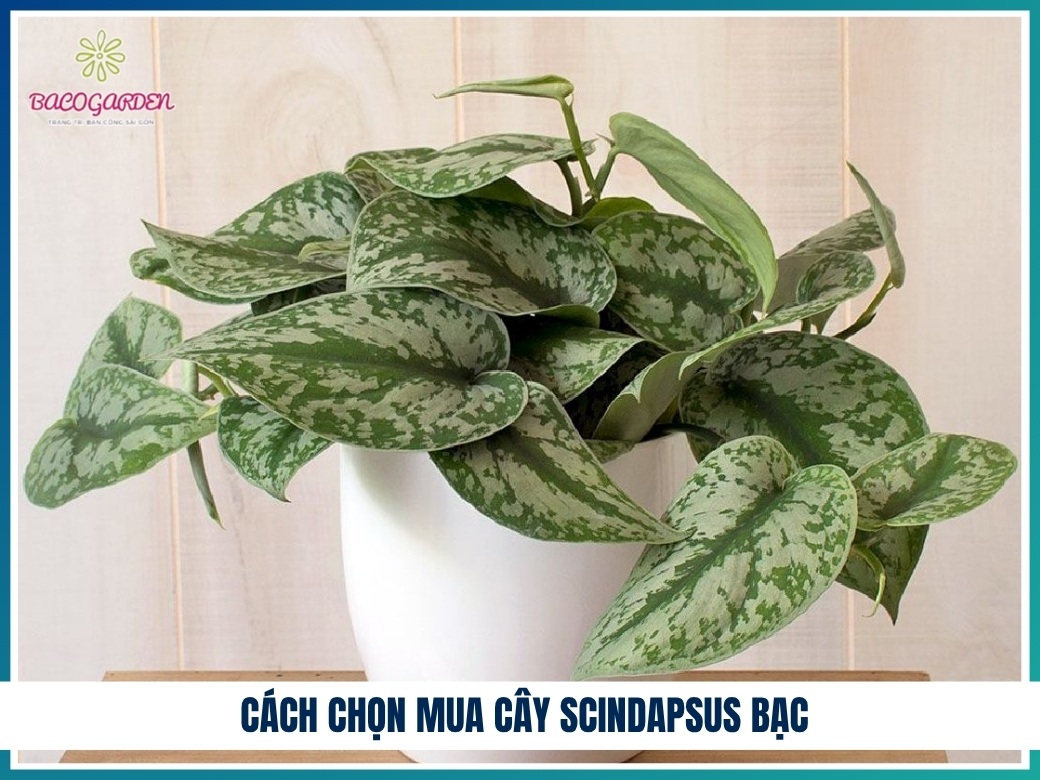Cách chọn mua cây scindapsus bạc