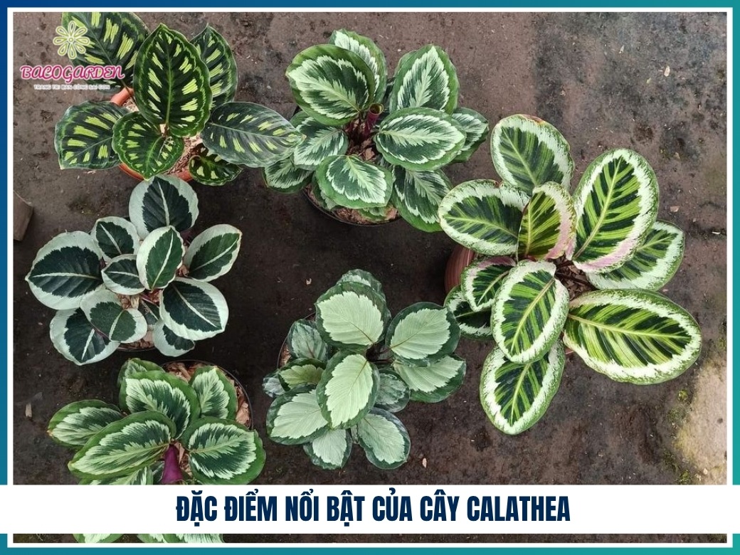 Đặc điểm nổi bật của cây calathea