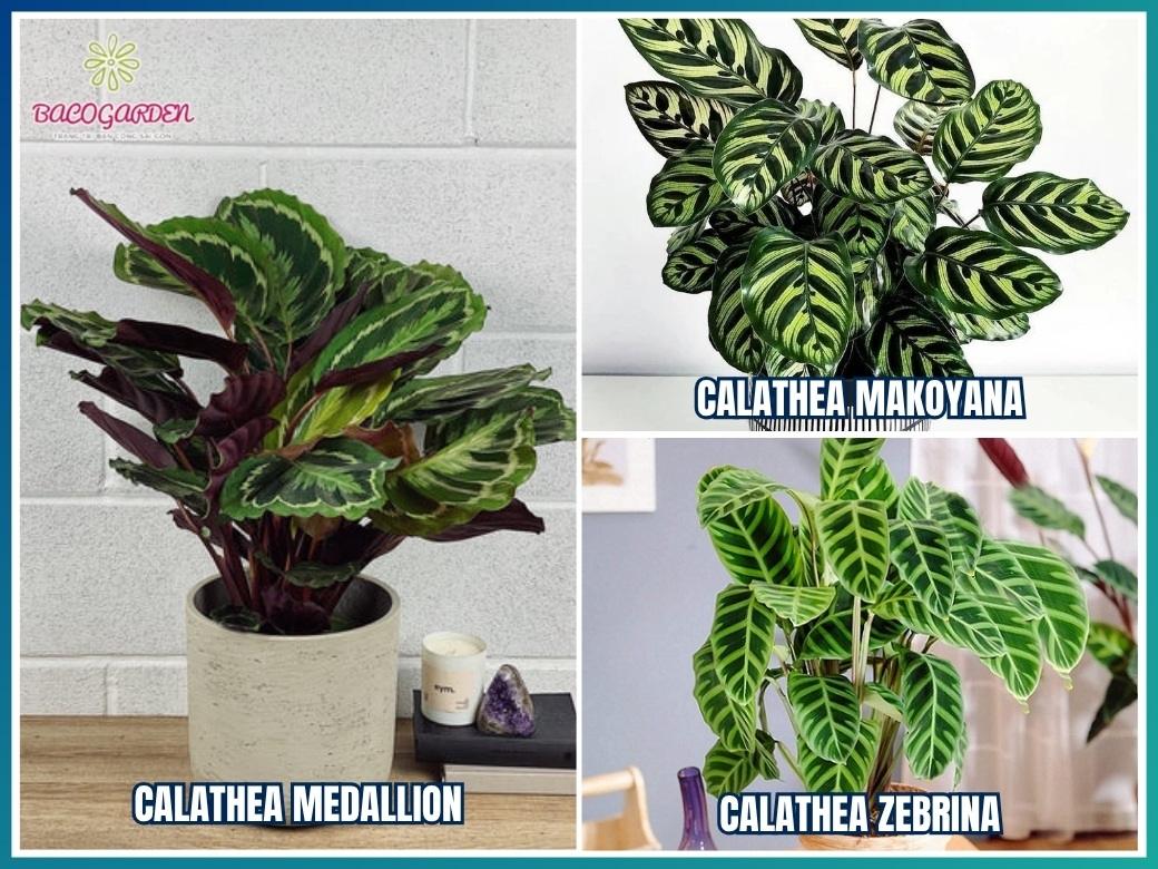 Các loại cây calathea phổ biến và đẹp nhất