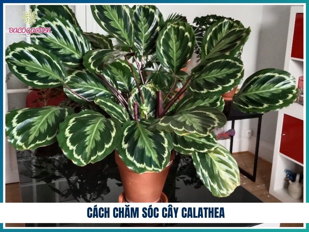 Cách chăm sóc cây calathea