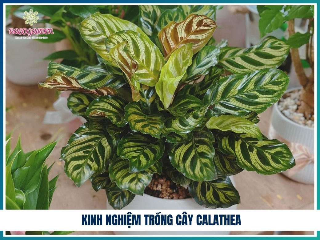 Kinh nghiệm trồng cây calathea