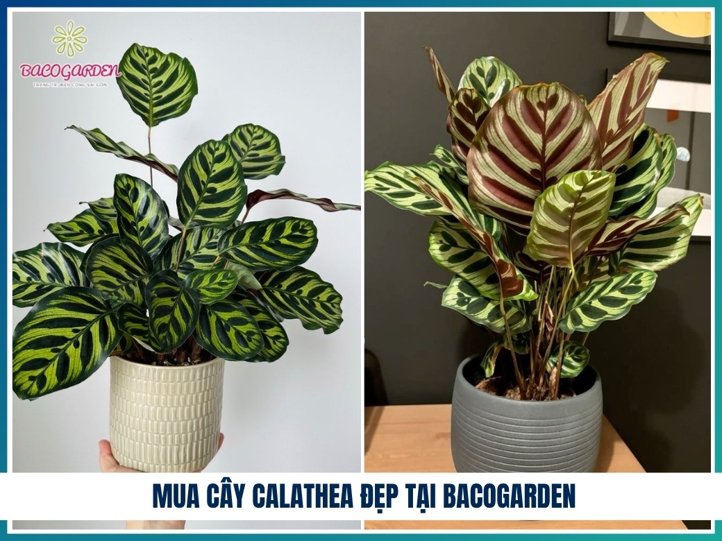 Mua cây calathea đẹp tại BACOGARDEN