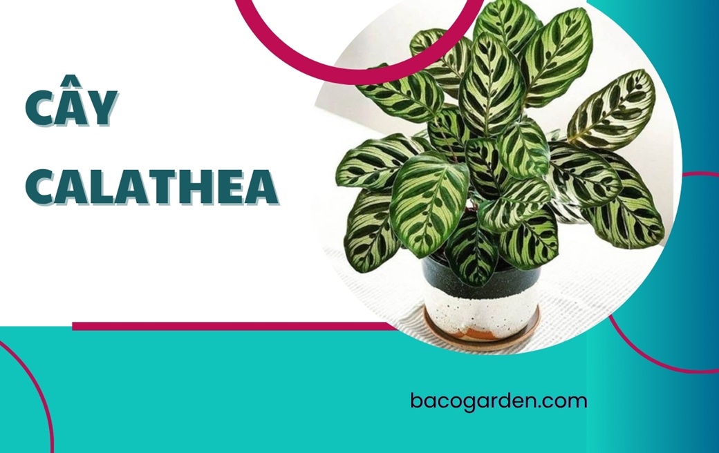 Cây Calathea là gì? Cách trồng chăm sóc từ A ĐẾN Z