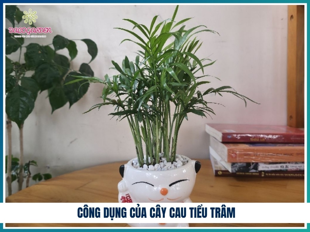 Công dụng của cây cau tiểu trâm