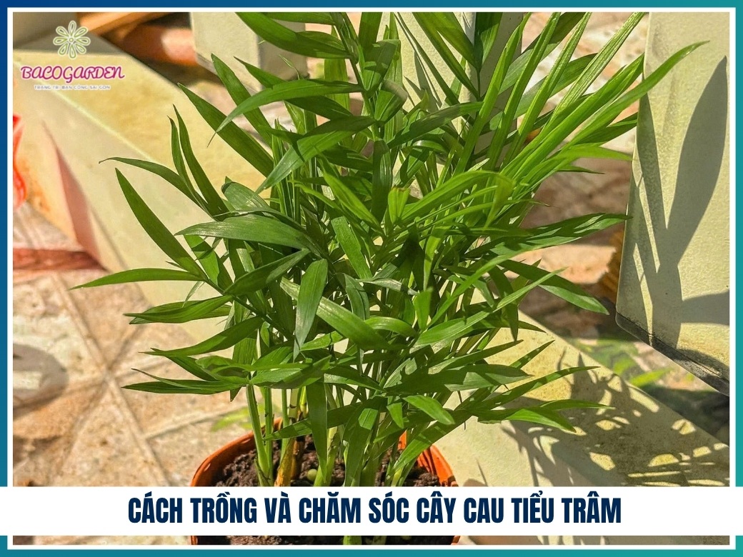 Cách trồng và chăm sóc cây cau tiểu trâm