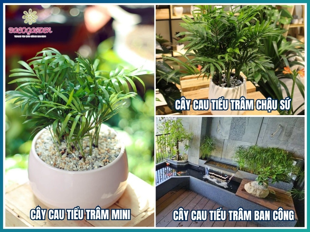 Các loại cây cau tiểu trâm phổ biến hiện nay