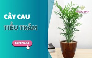 Cây cau tiểu trâm: Ý nghĩa cách trồng và CHĂM SÓC