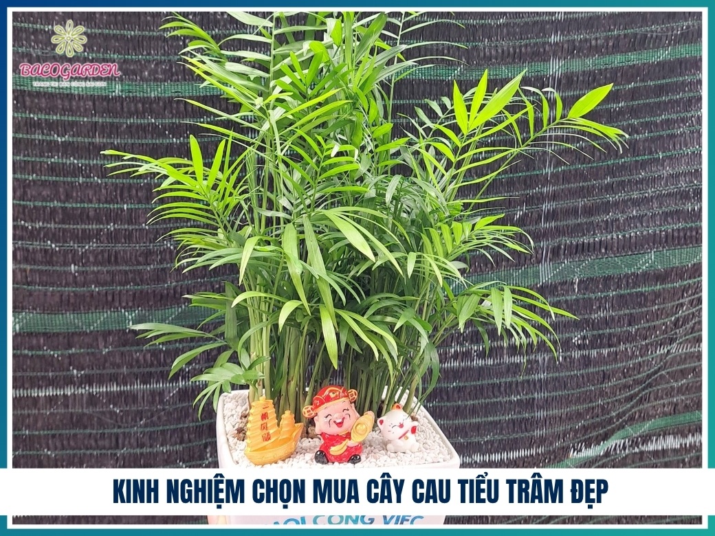 Kinh nghiệm chọn mua cây cau tiểu trâm đẹp